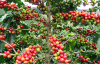 Кофе аравийский (лат. Coffea arabica), саженец, 1 шт