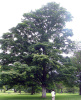 Клен величественный (лат. Acer velutinum), семена