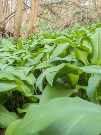 Черемша медвежий лук (лат. Allium ursinum), семена