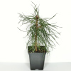 Сосна обыкновенная (лат. Pinus sylvestris), саженец, 1 шт
