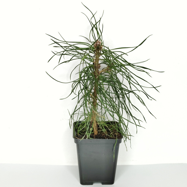 Сосна обыкновенная (лат. Pinus sylvestris), саженец, 1 шт