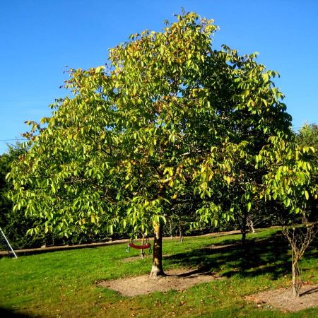 Грецкий орех "Селекционер" (лат. Jugnalis regia "Селекционер"), семена