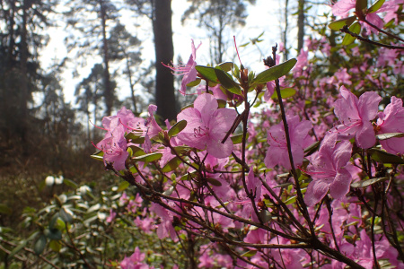 Рододендрон даурский гибридный Стаккато (лат. Rhododendron x dauricum) 0,05 грамм, семена