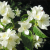 Чубушник венечный, или Жасмин садовый (лат. Philadelphus coronarius), семена