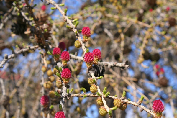 Лиственница Сукачева (лат. Larix sukaczewii Ledeb), семена