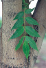 Ясень маньчжурский (лат. Frаxinus mandshurica), семена