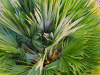 Пальма веерная европейская, или хамеропс приземистый (лат. Chamaerops Humilis), семена