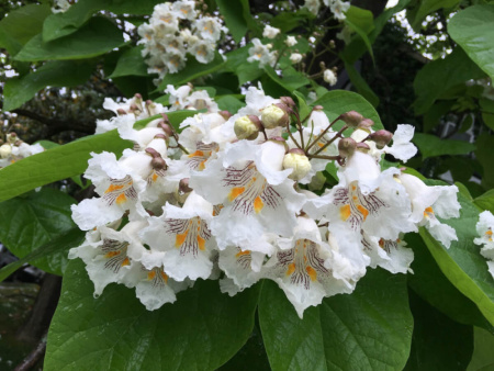 Катальпа бигнониевидная "Слоновая кость" (лат. Catalpa bignonioides "Слоновая кость"), семена
