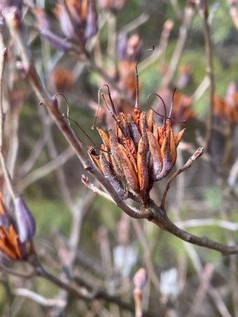 Рододендрон канадский фиолетовый (лат. Rhododendron canadense) 0,02 грамма, семена