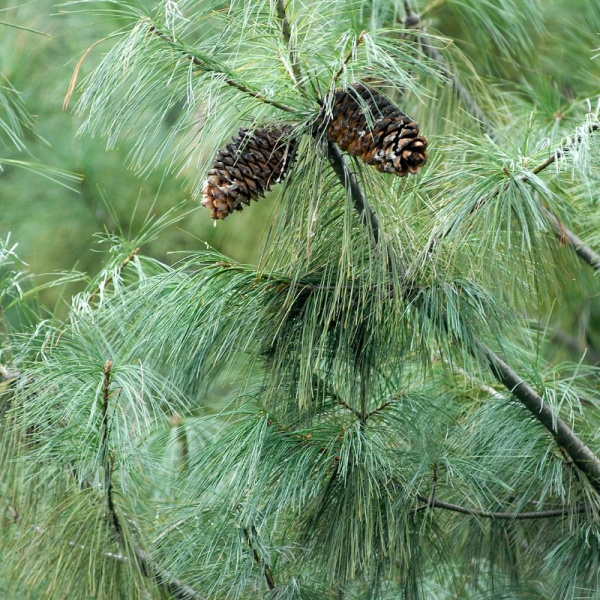 Сосна Арманда, или Сосна белая китайская (лат. Pinus armandii), семена