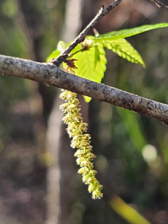 Граб каролинский (лат. Carpinus caroliniana), семена