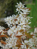 Ирга канадская (лат. Amelanchier canadensis), семена