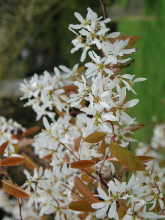 Ирга канадская (лат. Amelanchier canadensis), семена