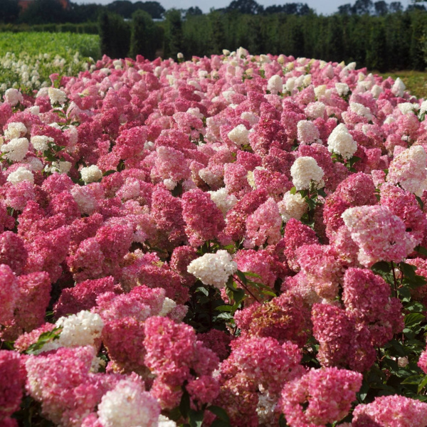 Гортензия метельчатая Ванилла Фрайз (лат. Hydrangea paniculata 'Vanille Fraise')