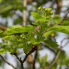Боярышник черный (лат. Crataegus nigra), семена 