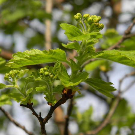 Боярышник черный (лат. Crataegus nigra), семена 