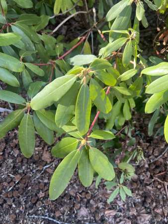 Рододендрон крупнейший (Rhododendron maximum), семена 0,2 грамма