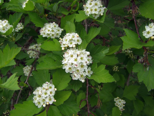 Боярышник даурский (лат. Crataegus dahurica), семена