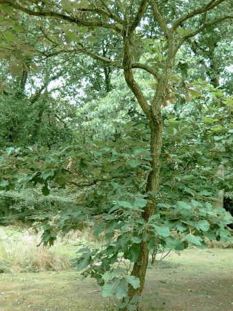 Дуб зубчатый (лат. Quercus dentata) 10 шт, семена