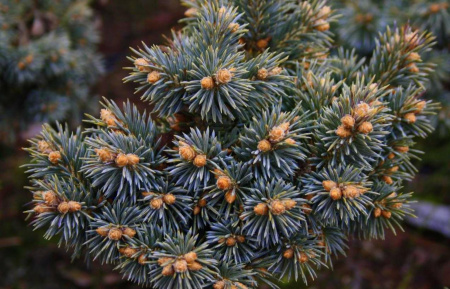 Ель колючая, или Ель голубая (лат. Picea pungens), саженец, 1 шт