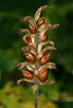 Акант обыкновенный (лат. Acanthus mollis), семена
