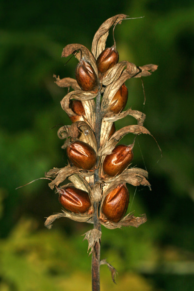 Акант обыкновенный (лат. Acanthus mollis), семена
