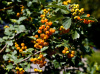 Боярышник алтайский (лат. Crataegus altaica), семена