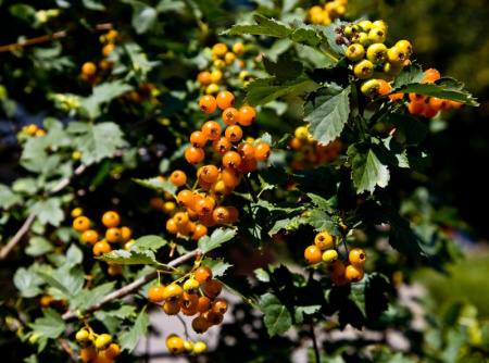 Боярышник алтайский (лат. Crataegus altaica), семена