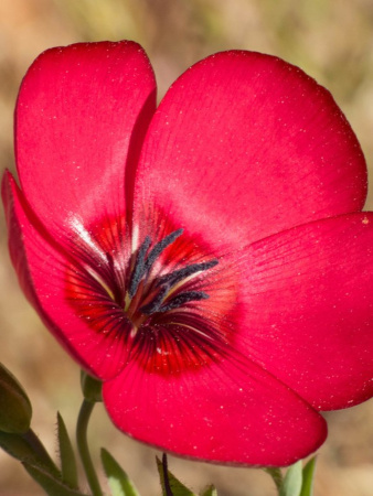 Лен крупноцветковый красный (лат. Linum grandiflorum), семена 100 шт