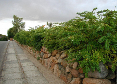 Бирючина туполистная (лат. Ligustrum obtusifolium), семена