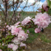 Вишня железистая (лат. Prunus glandulosa), семена