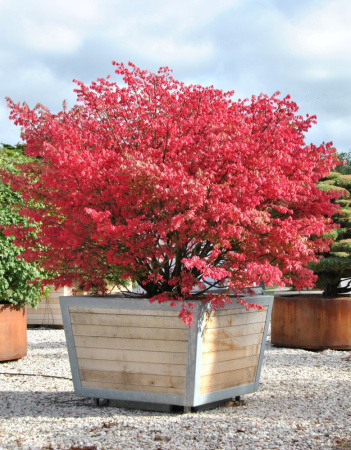 Бересклет европейский (лат. Euonymus europaeus), семена