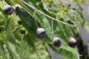 Каркас южный (лат. Celtis australis), семена