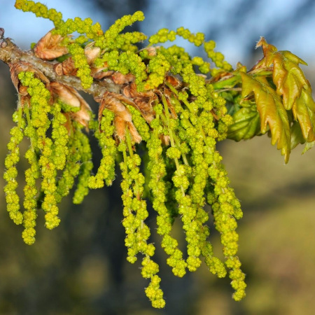 Дуб скальный (лат. Quercus petraea), семена
