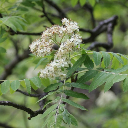 Рябина домашняя крупноплодная крымская (лат. Sorbus domestica)