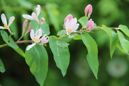 Жимолость татарская (лат. Lonicera tatarica), семена
