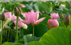 Лотос орехоносный Лили Понс (лат. Nelumbo SP. 'Lily Pons' ), семена