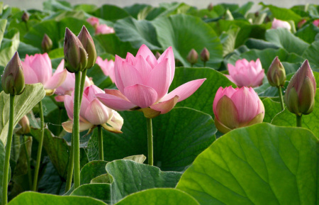 Лотос орехоносный Лили Понс (лат. Nelumbo SP. 'Lily Pons' ), семена