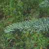 Ель канадская сизая (лат. Picea canadensis), семена 0,2 грамма