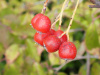 Рябина круглолистная (лат. Sorbus aria), семена