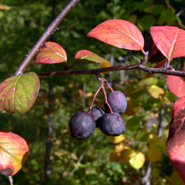 Кизильник черноплодный (лат. Cotoneaster melanocarpus), семена