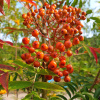 Рябина смешанная (лат. Sorbus commixta), семена