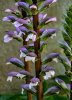Акант обыкновенный (лат. Acanthus mollis), семена