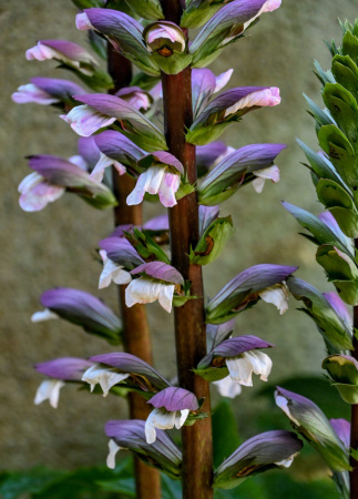Акант обыкновенный (лат. Acanthus mollis), семена