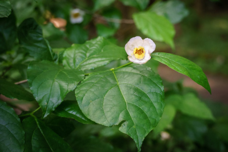 Каликант Чашецветник китайский (лат. Calycanthus chinensis), семена