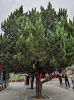Можжевельник китайский (лат. Juniperus chinensis), семена