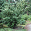 Рябина Кёне (лат. Sorbus koehneana), семена