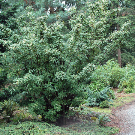 Рябина Кёне (лат. Sorbus koehneana), семена