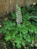 Акант обыкновенный (лат. Acanthus mollis), семена