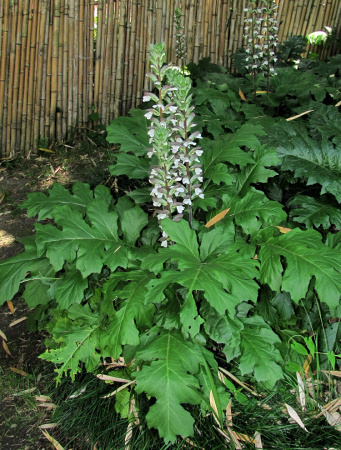Акант обыкновенный (лат. Acanthus mollis), семена